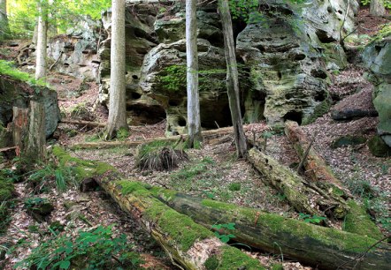 baumstaemme in der teufelsschlucht