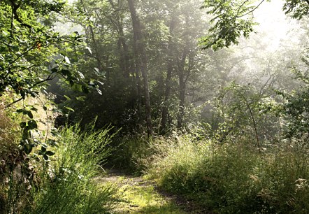 waldweg